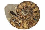 Honey-Orange Ammonite (Argonauticeras) - Befandriana, Madagascar #241030-2